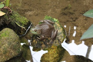 Cameron Highlands-020
